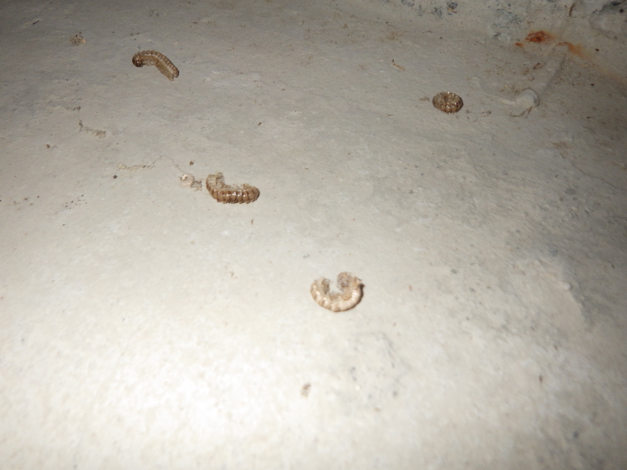 熊本県熊本市北区 戸建て住宅 ヤンバルトサカヤスデ調査・駆除 熊本で害虫駆除を依頼するなら経験豊富なスタッフが揃う「つなぎ」